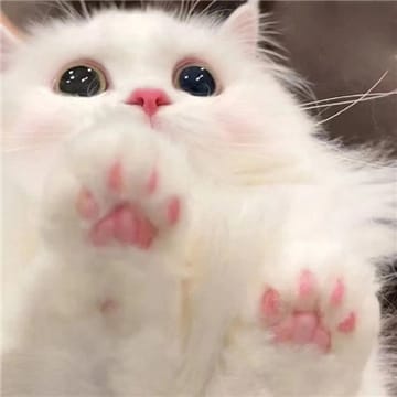 Ảnh đại diện người dùng Thanh Hằng